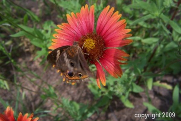 Product picture Indian Blanket (Gaillardia pulchella) with butterfly stock